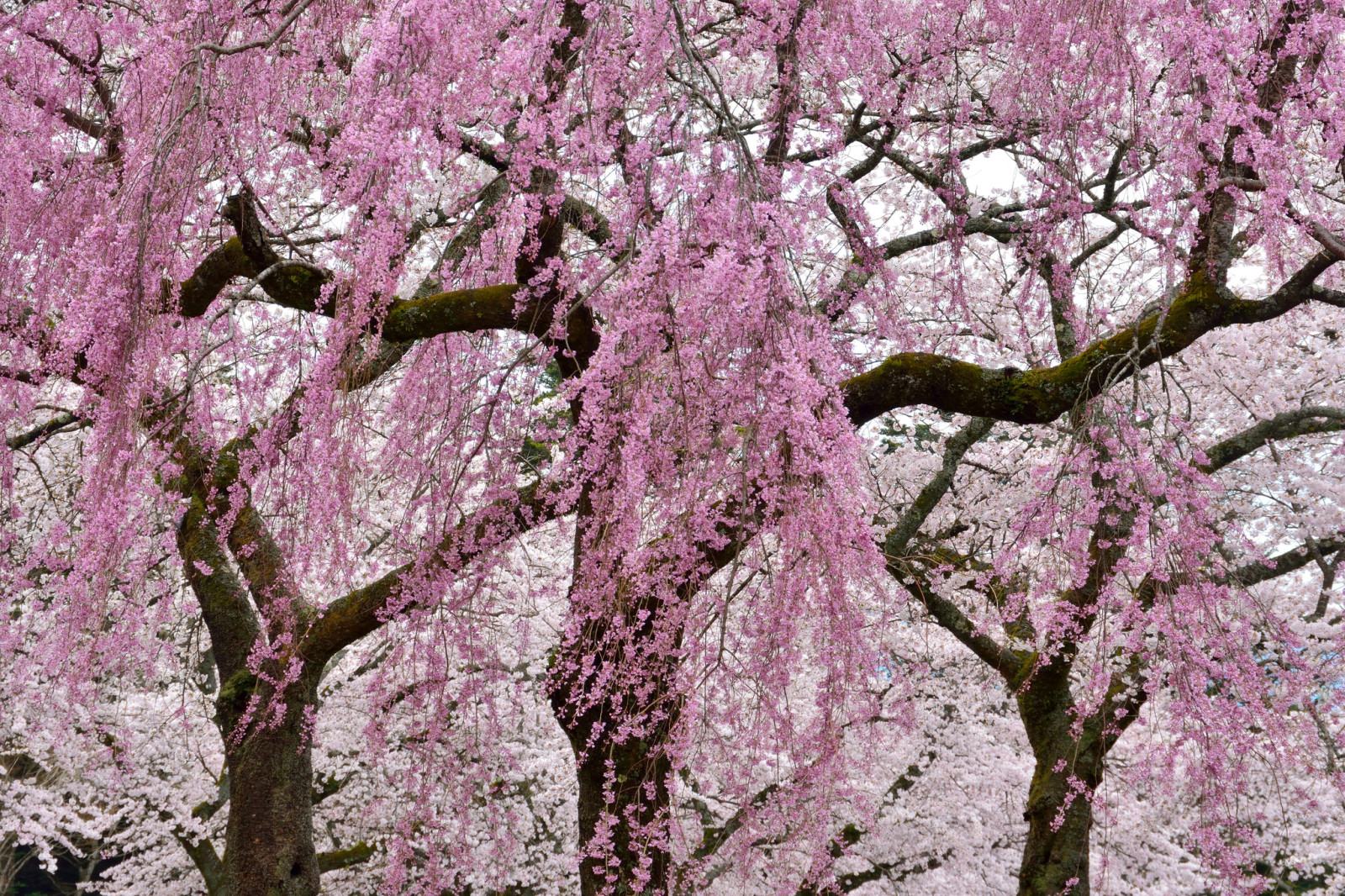 branches, trees, flowers, spring, flowering