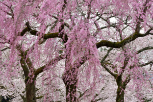 rami, fioritura, fiori, primavera, alberi