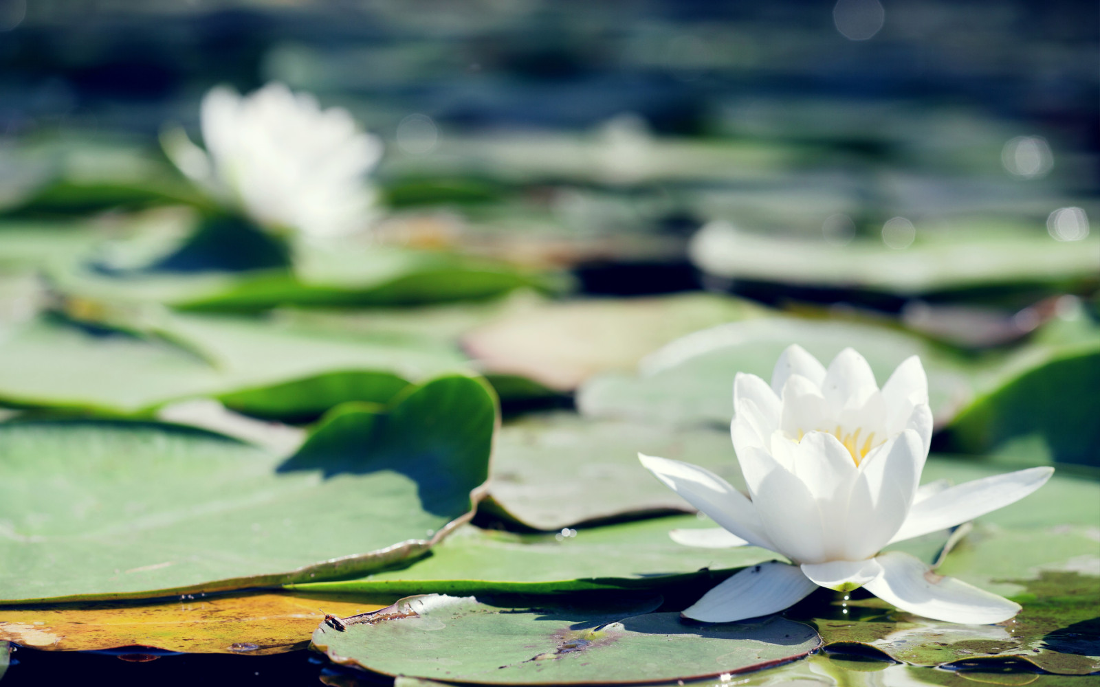 flowers, white, leaves, pond, Lily, water Lily