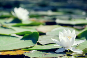 flowers, leaves, Lily, pond, water Lily, white