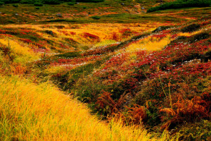 bloemen, in aansluiting op, gras, Hokkaido, Japan, landschap