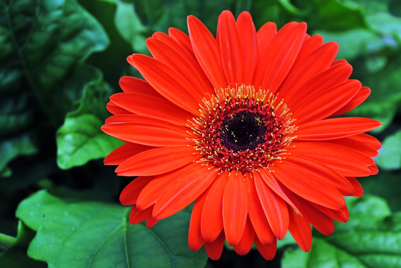 macro, Rode Gerbera