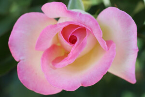 flower, petals, rose