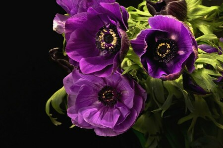 anemoner, makro, lila