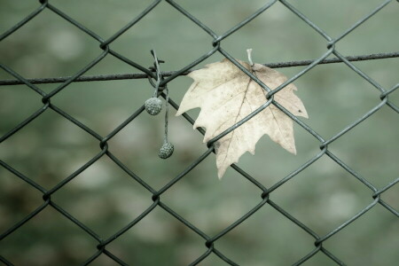 macro, sheet, the fence