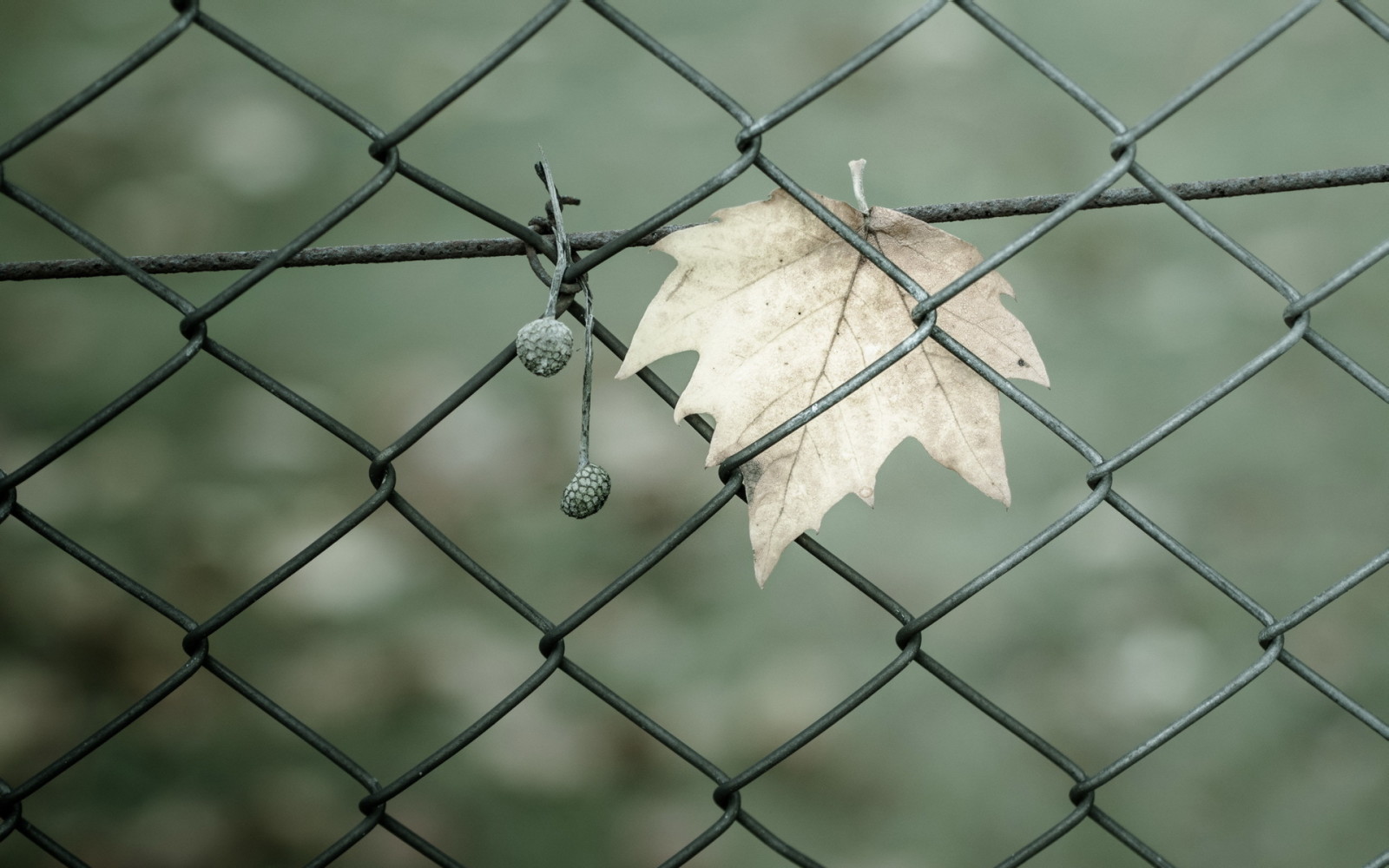 macro, la barrière, feuille