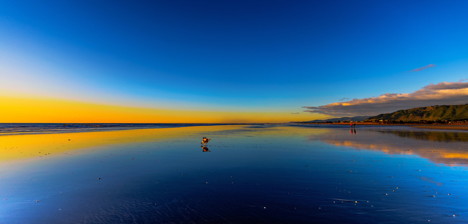 dog, the sky, shore, sea, clouds, people, paint, Tide