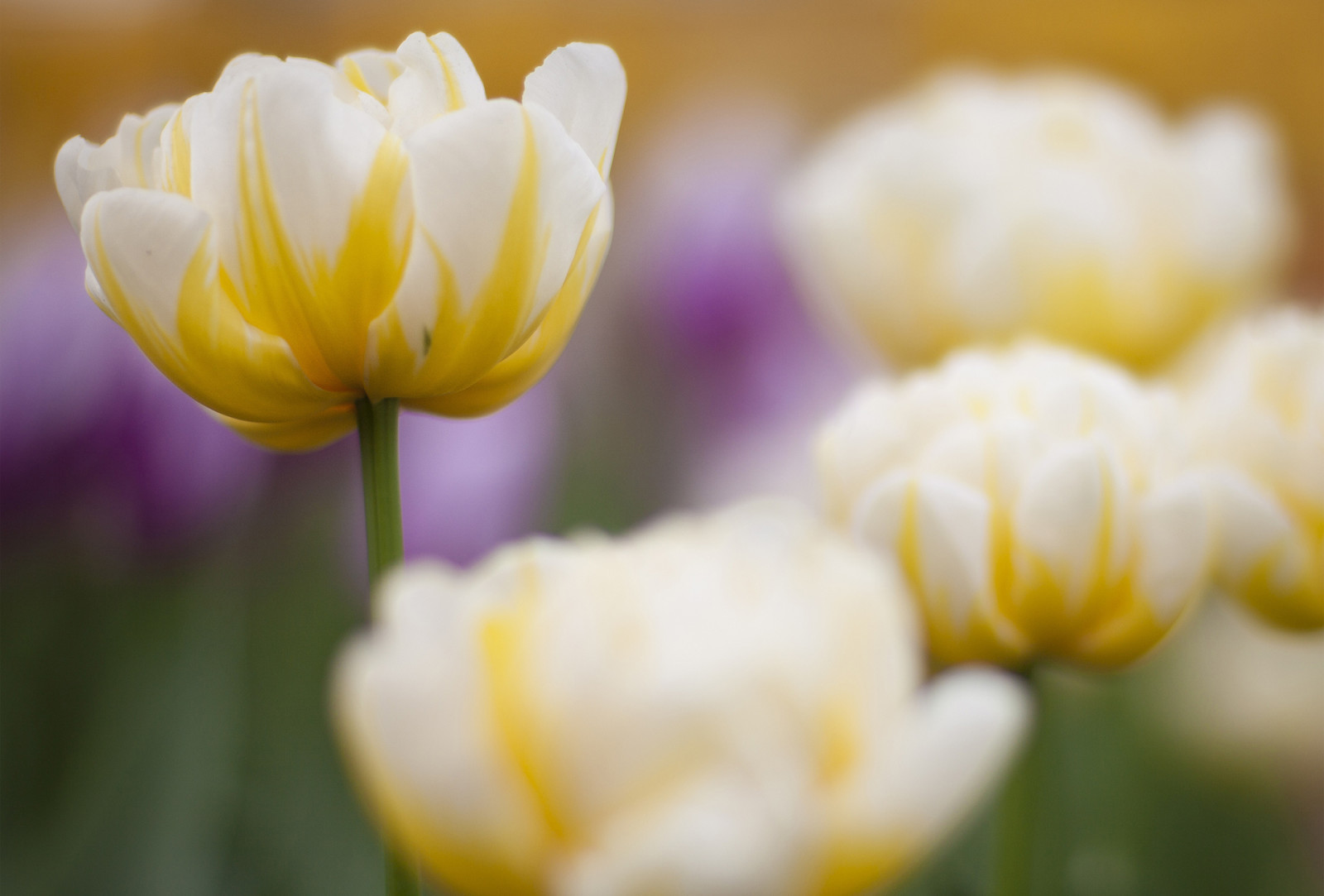 vår, blomma, fokus, Tulpan, gulvit