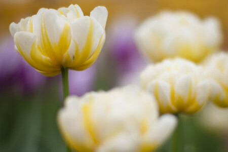 flower, focus, spring, Tulip, yellow-white