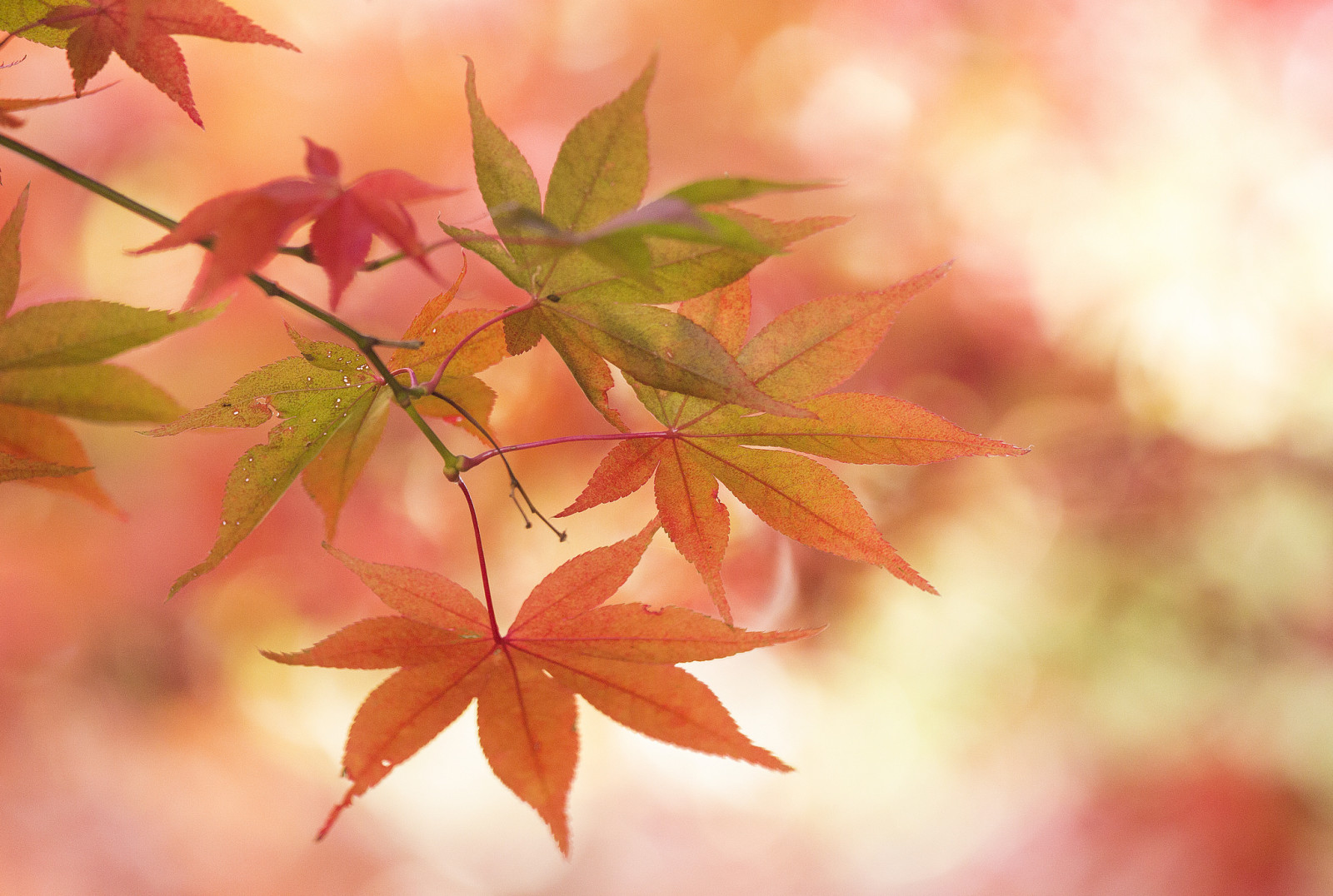 l'automne, macro, feuilles, branche, érable