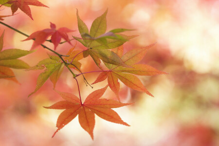 autumn, branch, leaves, macro, maple