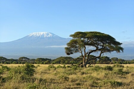 grass, Mountain, trees