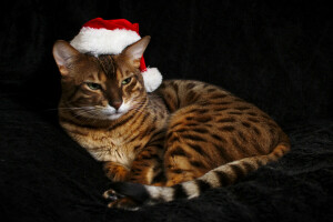 Chat Bengal, chat, Couleur, chapeau, Regardez