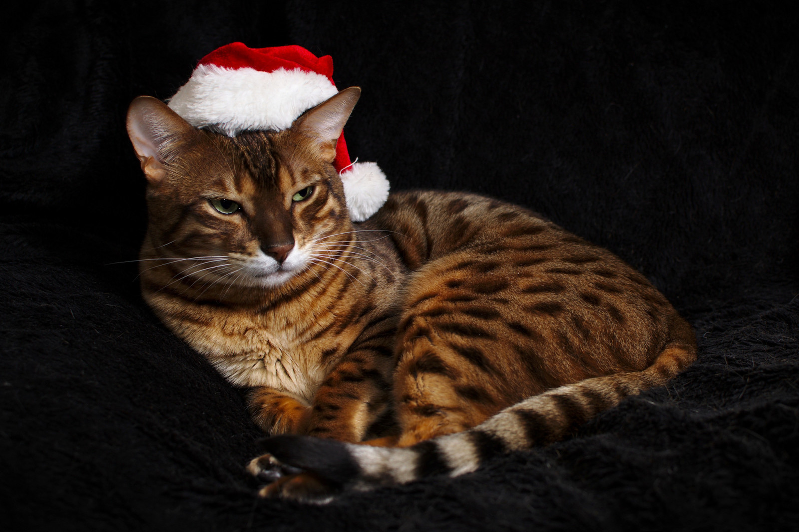 Guarda, gatto, cappello, colore, Gatto del Bengala