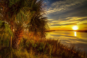 herbe, Palma, rivière, rive, le coucher du soleil