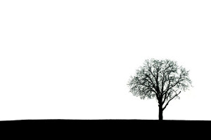 Hintergrund, Natur, Baum