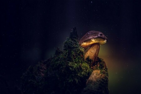 background, mushroom, nature