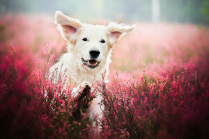 Dier, hond, veld-, bloemen, lavendel, natuur