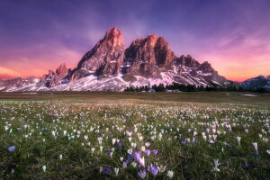 field, flowers, mountains