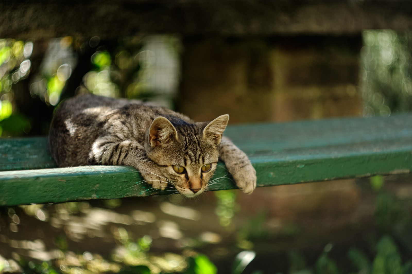 aussehen, Kote, Koshak, Kater