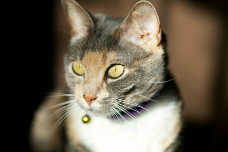 cat, face, focus, the sun