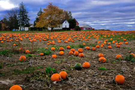 autunno, campo, raccogliere, Casa, paesaggio, zucca