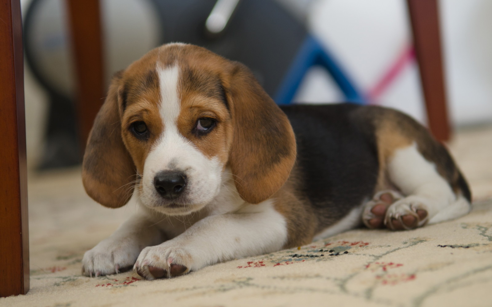 look, dog, each, Beagle