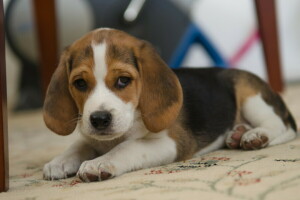 Beagle, chien, chaque, Regardez