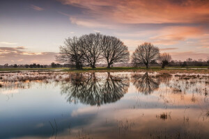 dageraad, meer, reflectie, bomen