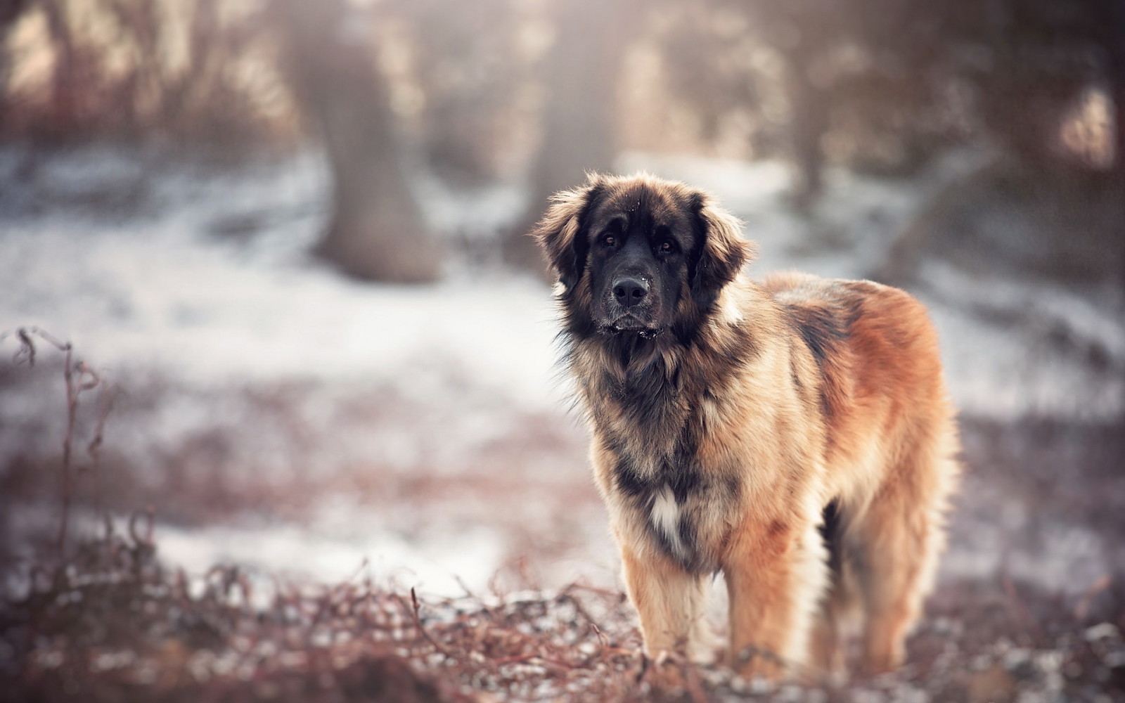 bak, köpek, her biri