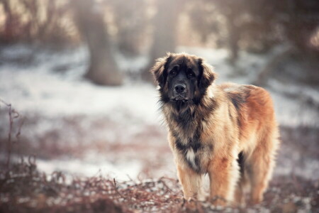 hond, elk, kijken