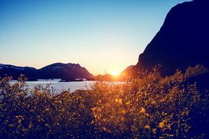 luminosa, fiori, lago, montagne, tramonto, i cespugli, il Sole