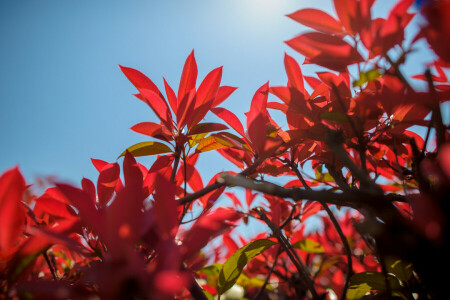 autumn, branches, leaves, The crimson, the sky