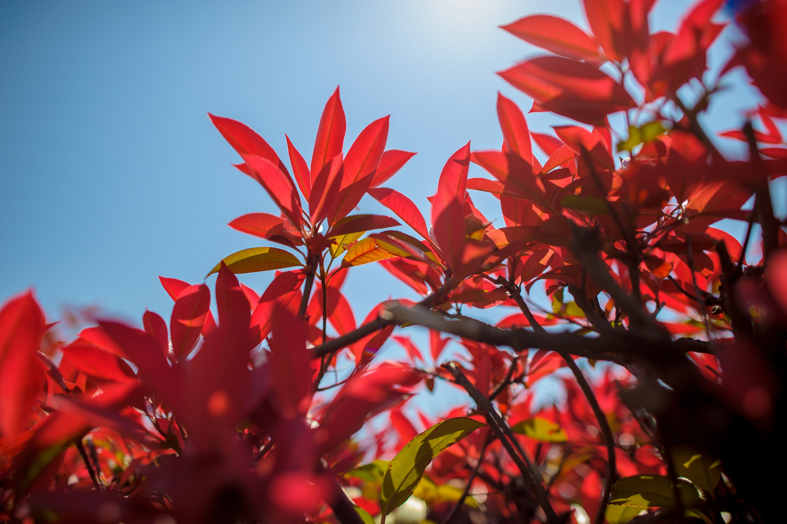 otoño, ramas, el cielo, hojas, El carmesí