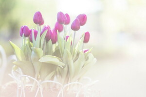 flores, macro, tulipas