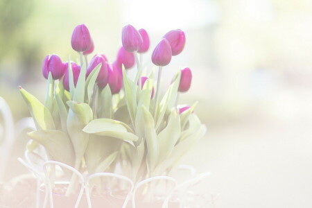 bloemen, macro, tulpen