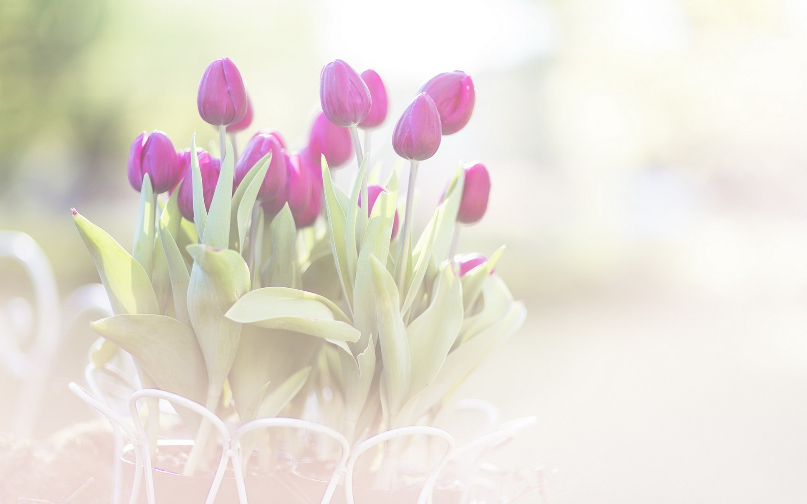 makro, květiny, tulipány