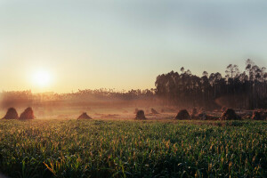 grass, hay, So rise the Sun, stogi