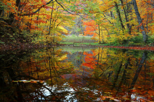 otoño, bosque, lago, estanque, arboles