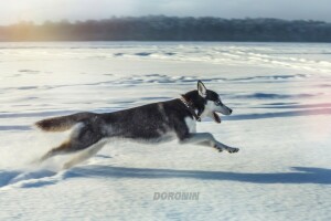 Denis Doronin, cane, rauco, saltare, fotografo, in esecuzione, neve, inverno