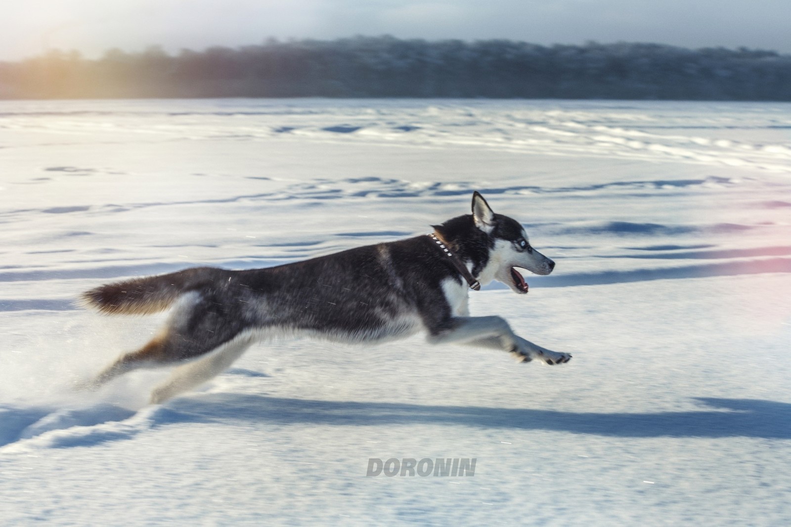 snö, hund, vinter-, hoppa, löpning, fotograf, hes, Denis Doronin