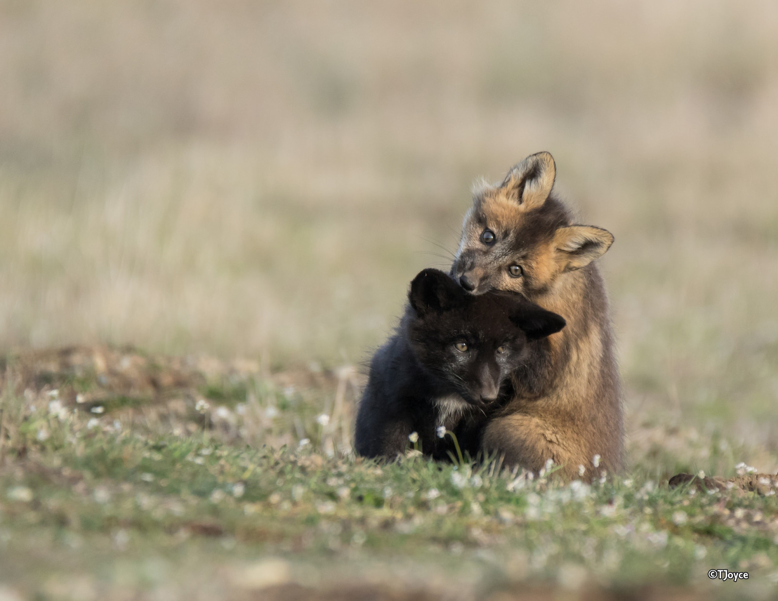 black, red, kids, two, cubs, Duo, play