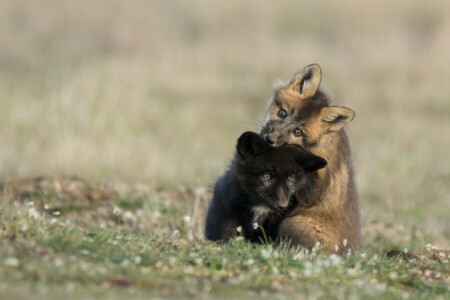 zwart, welpen, Duo, kinderen, Speel, rood, twee