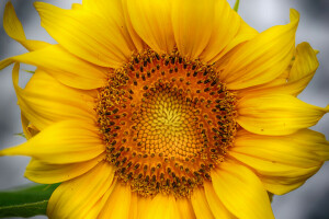 fleur, pétales, tournesol