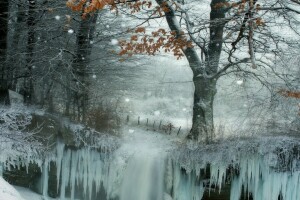 Frozen, ice, nature, snow, trees, winter