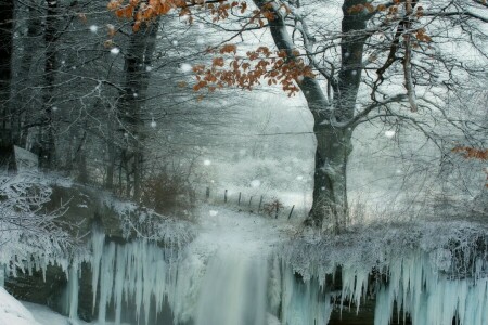 Frossen, is, natur, snø, trær, vinter