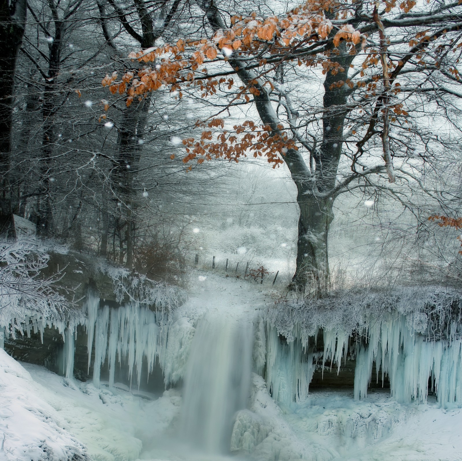 sne, natur, is, vinter, træer, Frosset