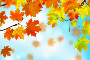 autumn, background, leaves, maple