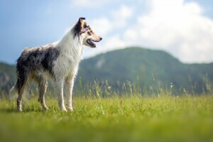 Hund, jeder, aussehen