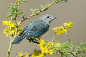 le bec, oiseau, branche, plumes, fleurs